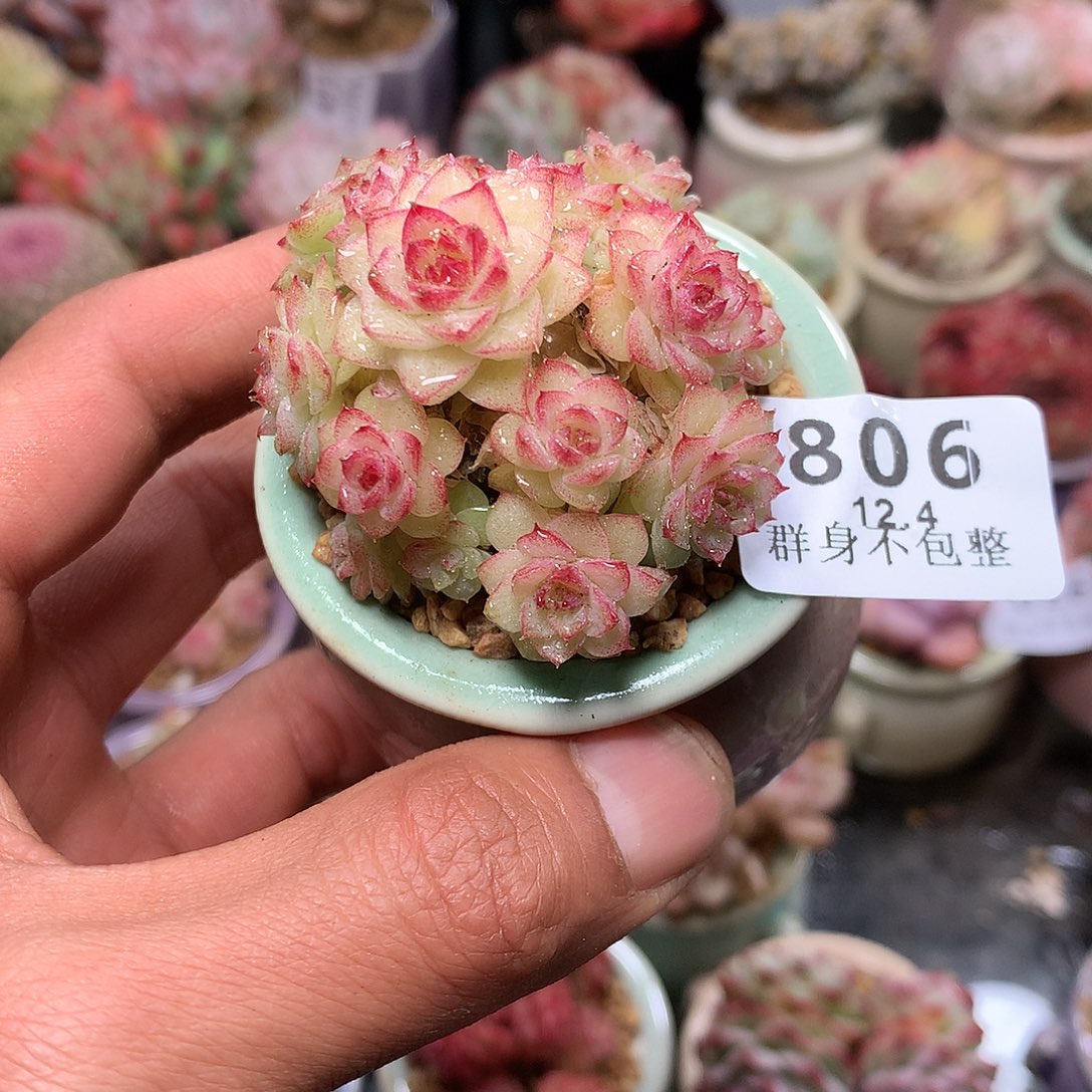 精控拇指盆12.4806