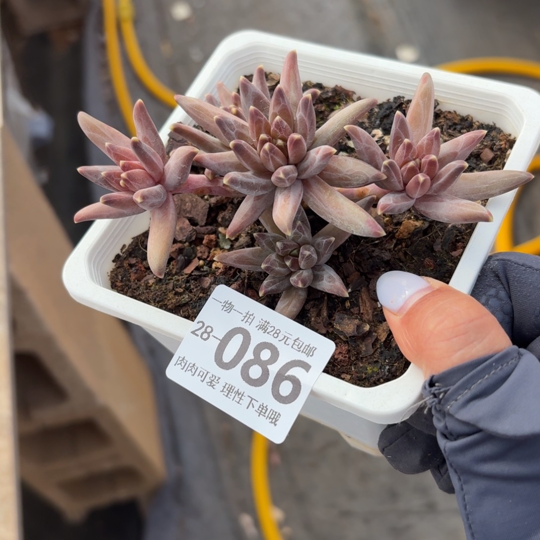 梵高美人无盆土发货