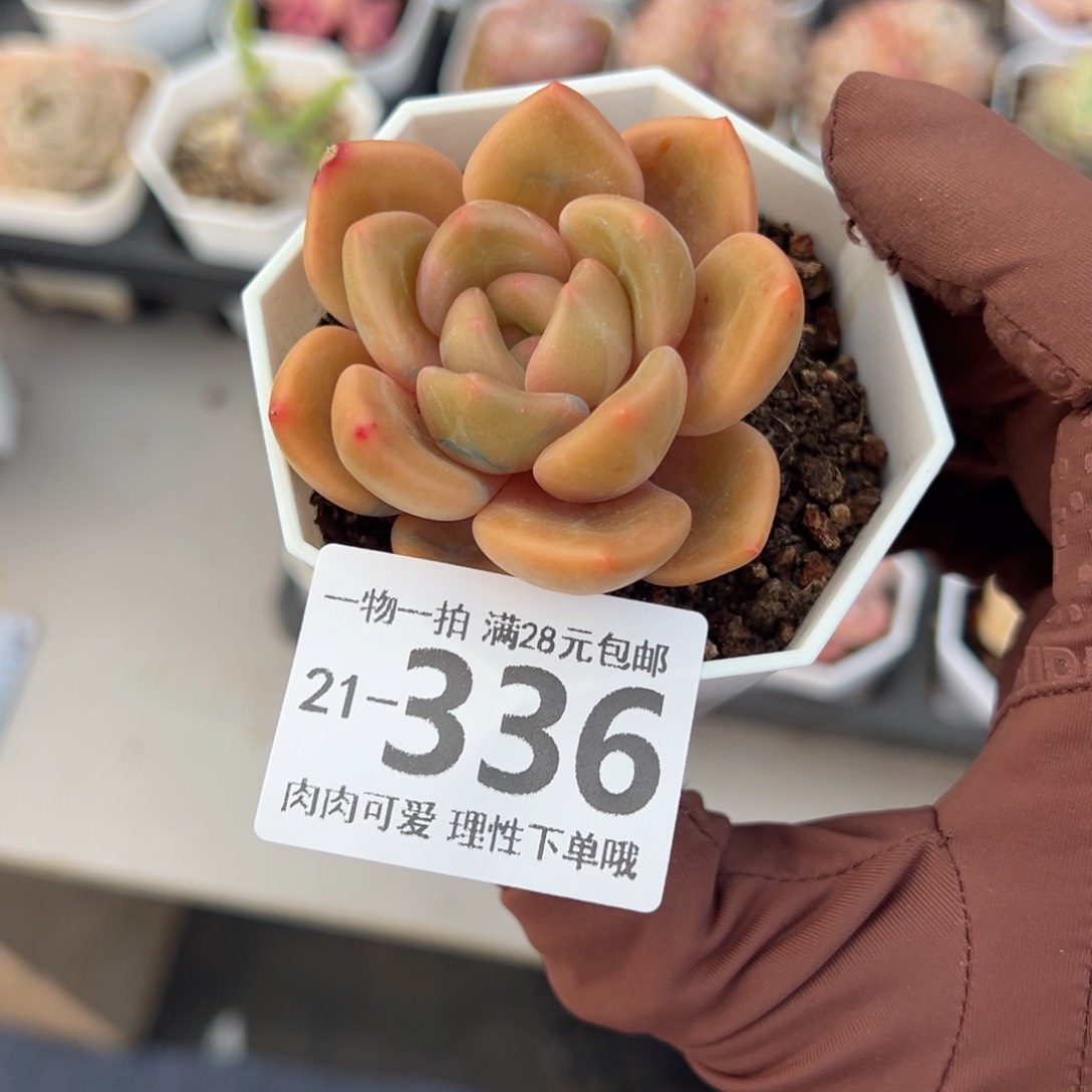 白兰地多肉多肉多肉多肉