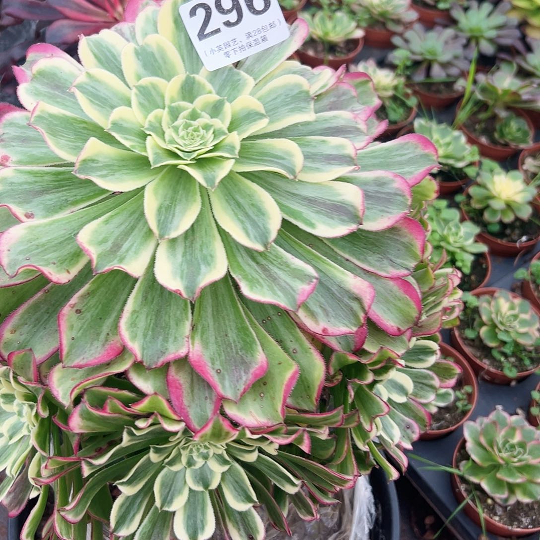 多肉植物296绿波澜