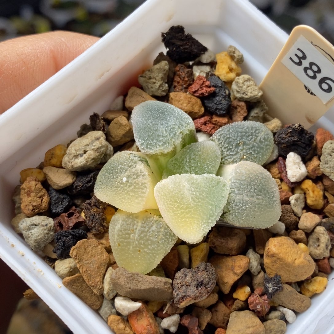 386号冰钻磨面锦多肉