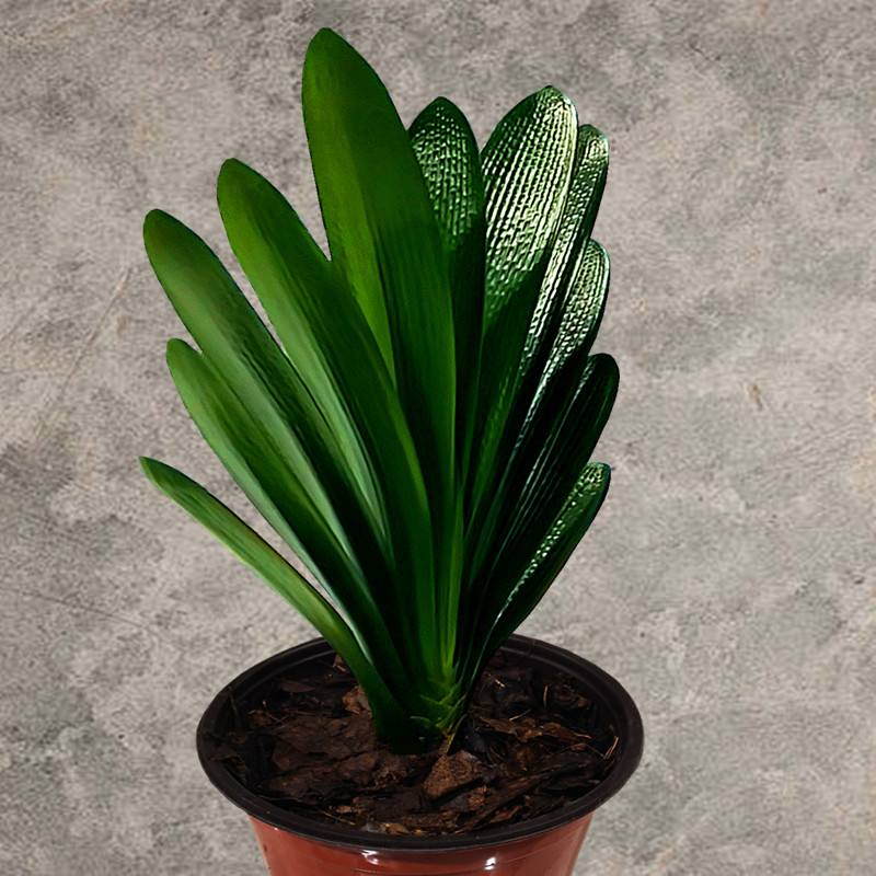 长春君子兰瑶瑶直播链接（直播一物一拍请勿私拍）2