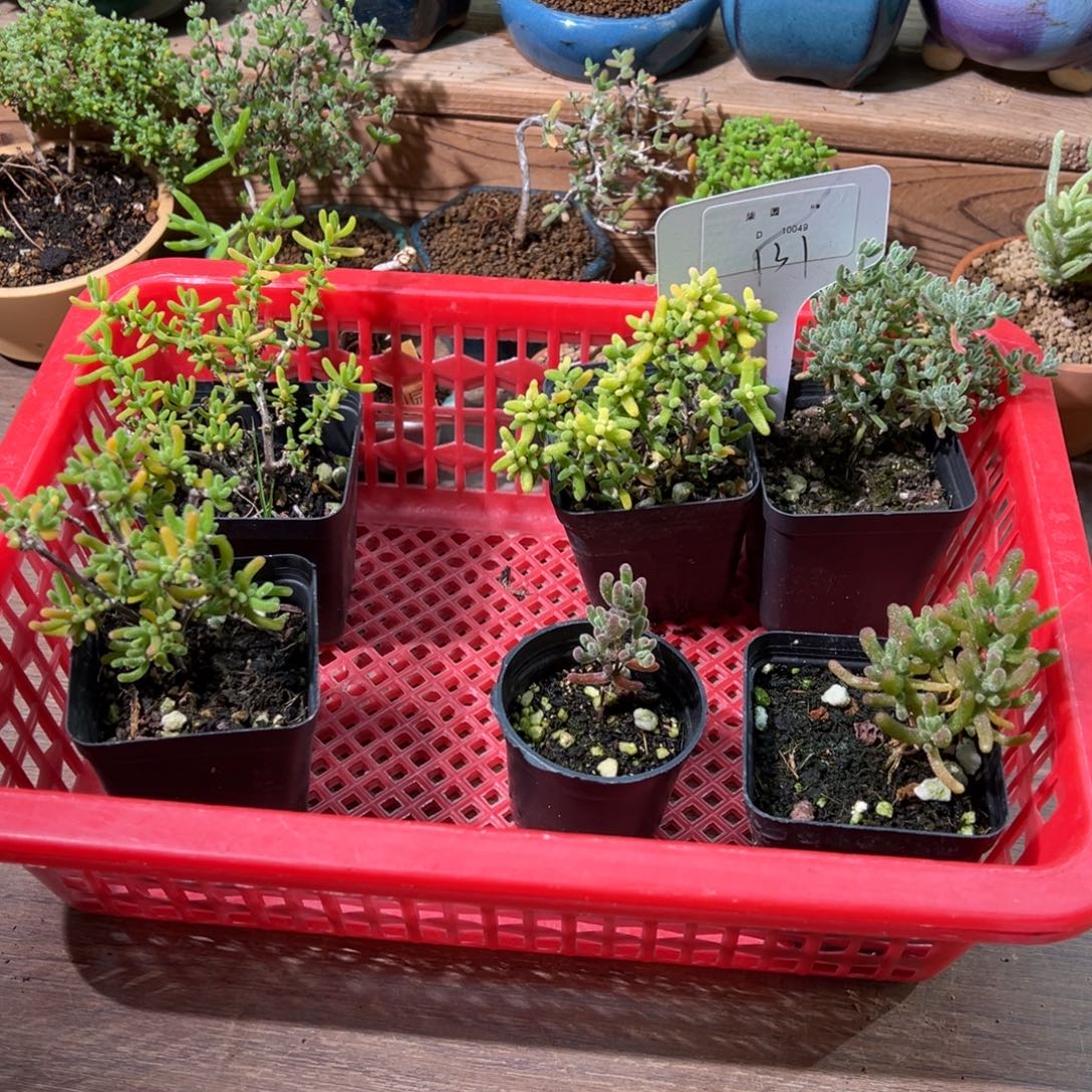 10049框拍特价福利商品