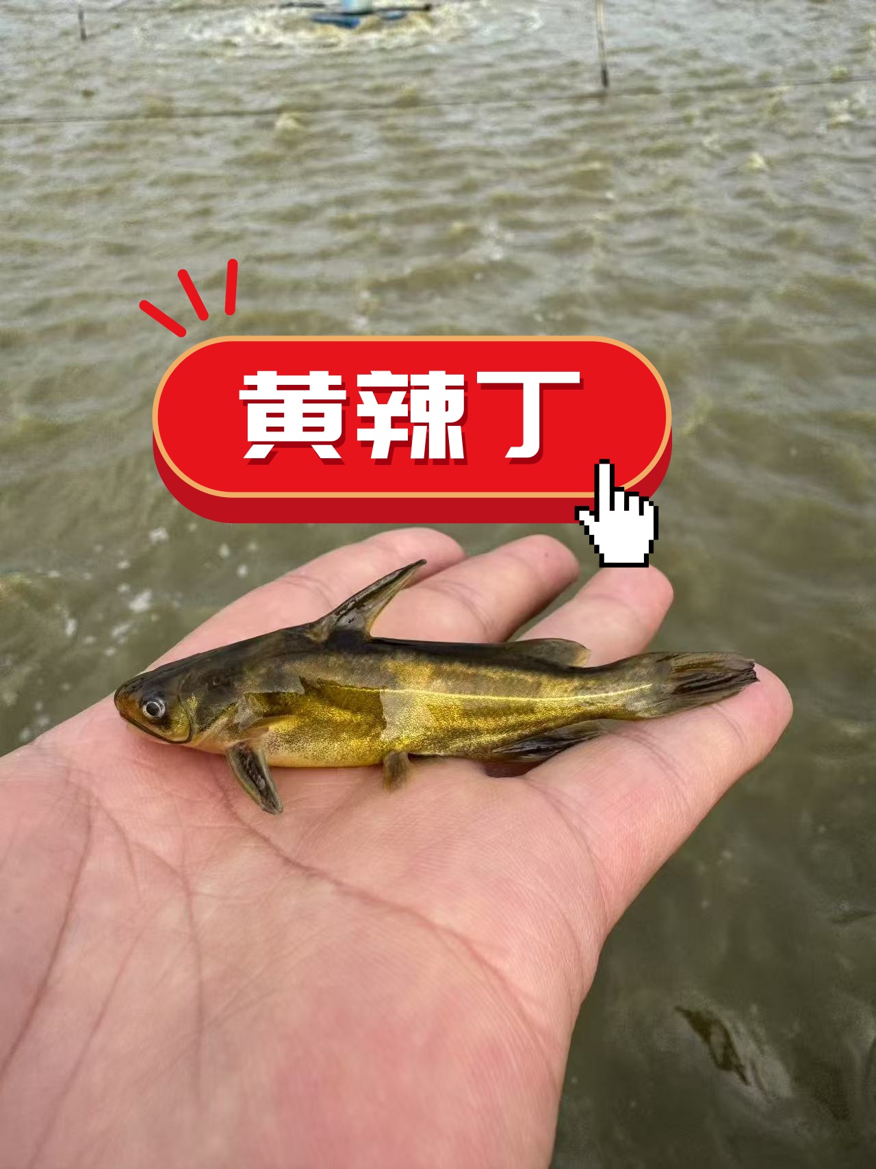 淡水养殖水族黄辣丁宠物鱼四川眉山发货