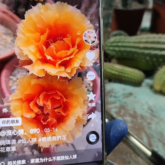 仙人球彩草琉璃盏侧芽5公分以上