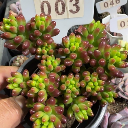 3虹之玉一物一拍多肉