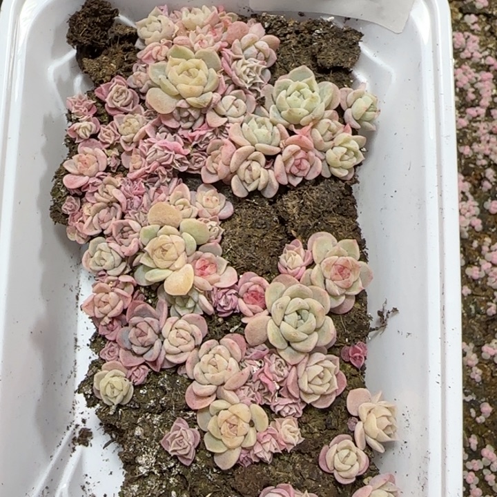 433 号王者系列珍妮一盒