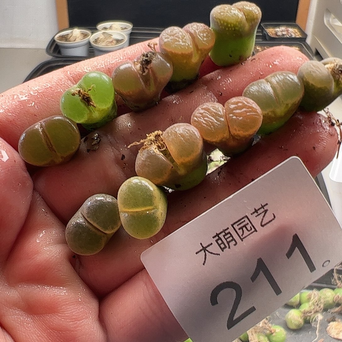 一物一拍。     211