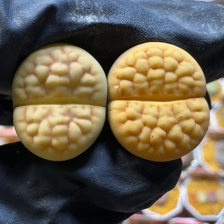 生石花211112。  98裸发。  