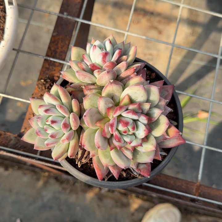 卡系多肉植物绿植