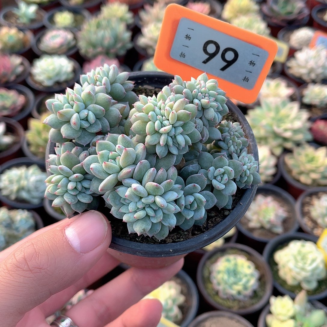 小叶梦露缀盘龙缀