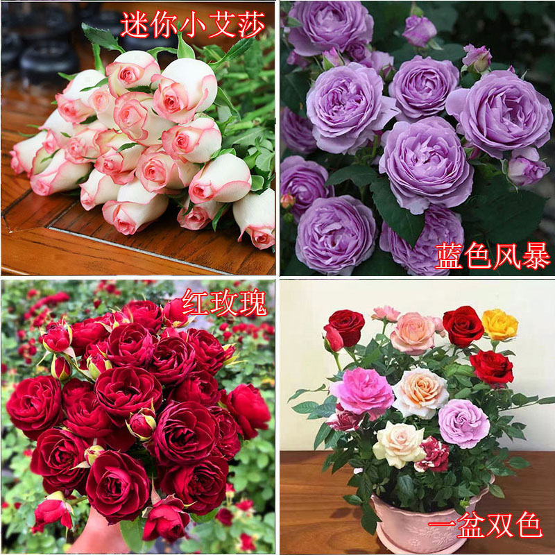 果汁阳台月季花苗四季开花灌木 月季庭院阳台花卉盆栽