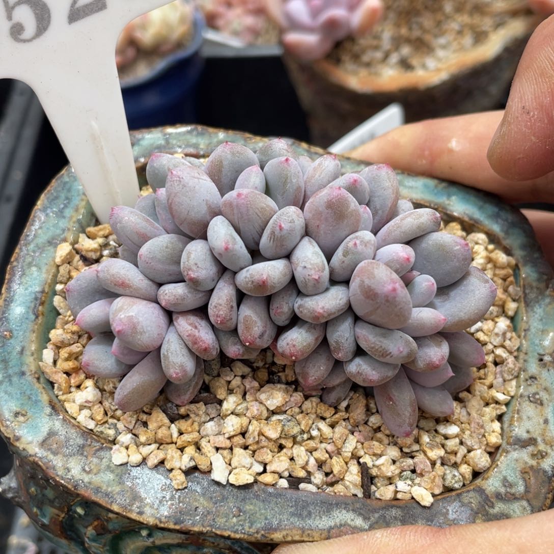 0528香香雪不带盆7厘米