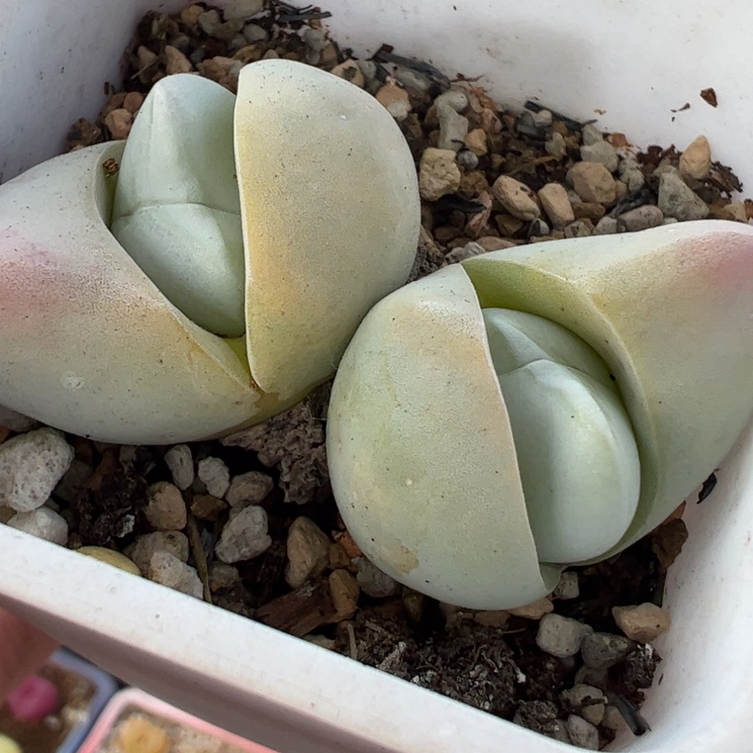 482多肉植物组合