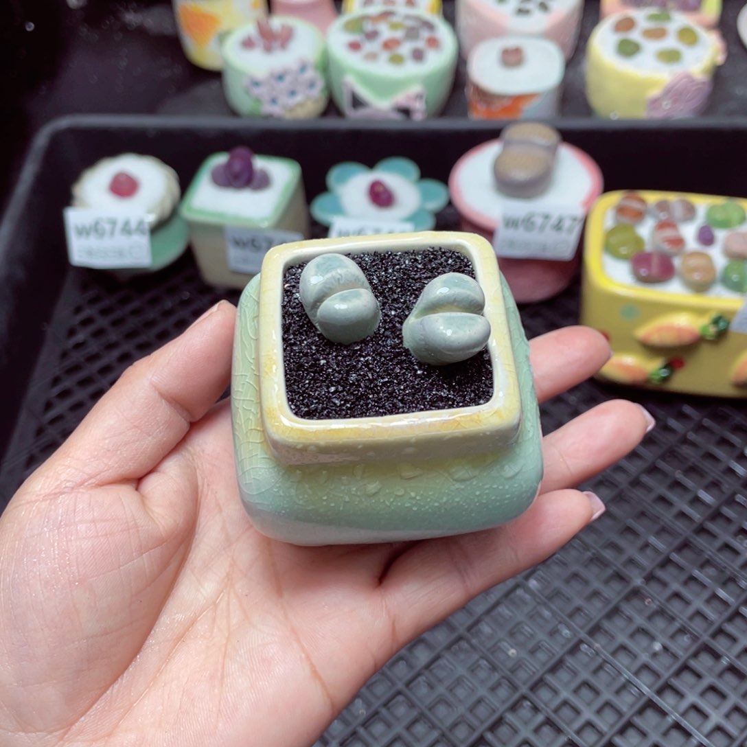 w6749 -零下地区拍保温箱-15支持寄养