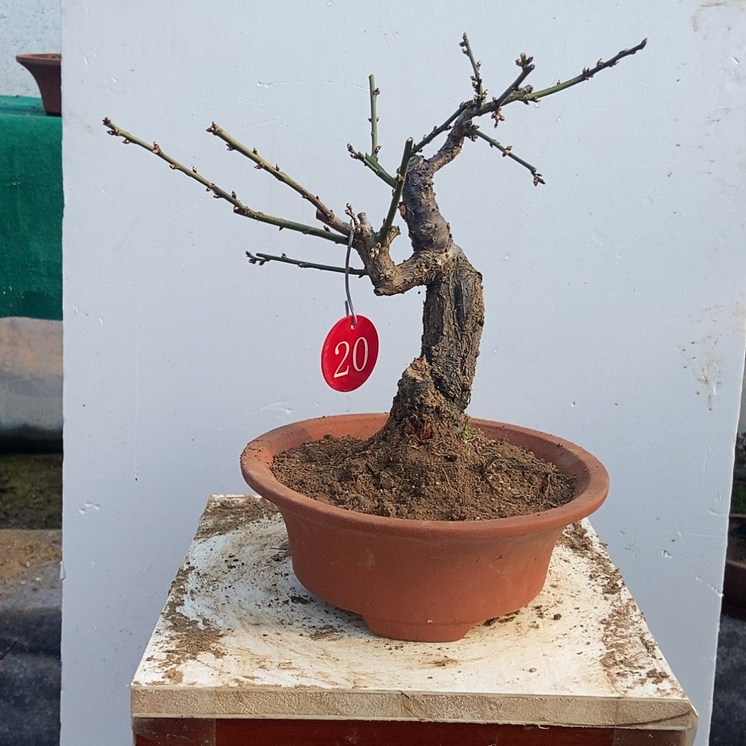 全部花苞20年野梅嫁接绿梅