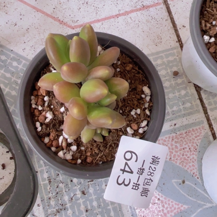 芒果美人多肉植物643