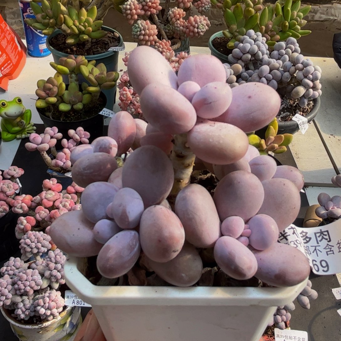 669水光针10cm多肉植物