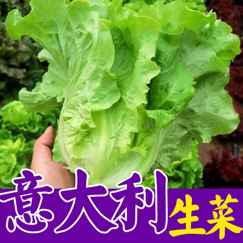 云南农家自种应季田园优选鲜嫩多汁甜润可口奶油生菜与新鲜爽脆菠