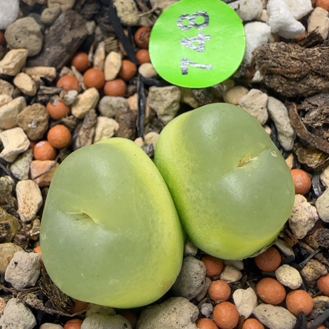 双头拉登1.5-1.7多肉748