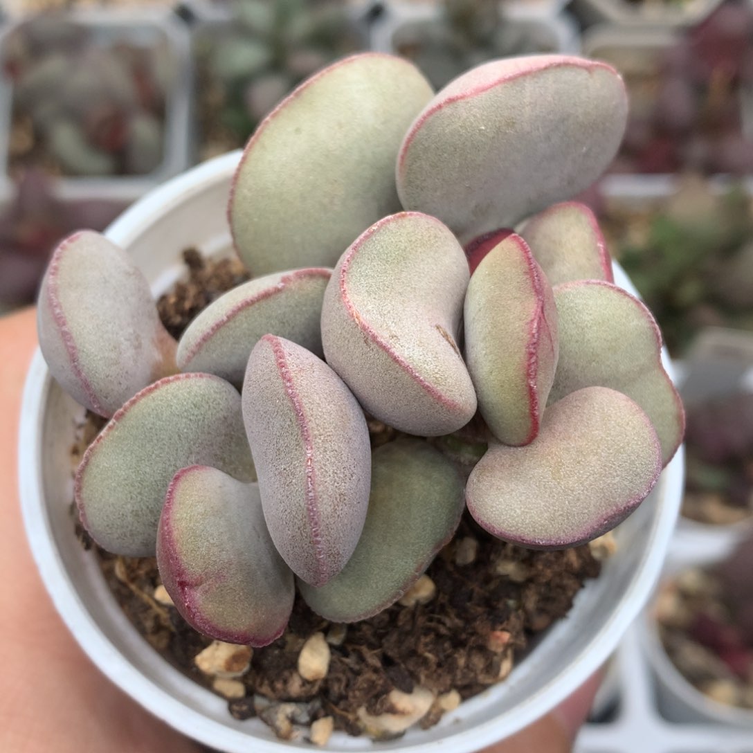 红蛋 多肉特价多肉植物水泡