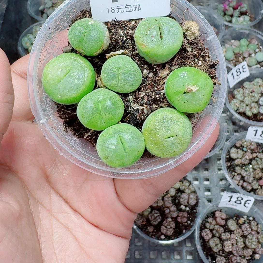 189多肉植物多肉植物