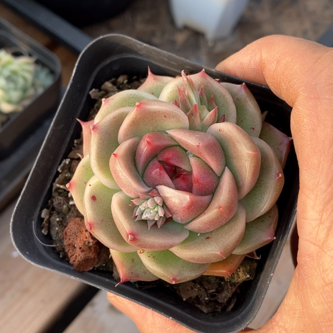 精品多肉一物一柏不包整14