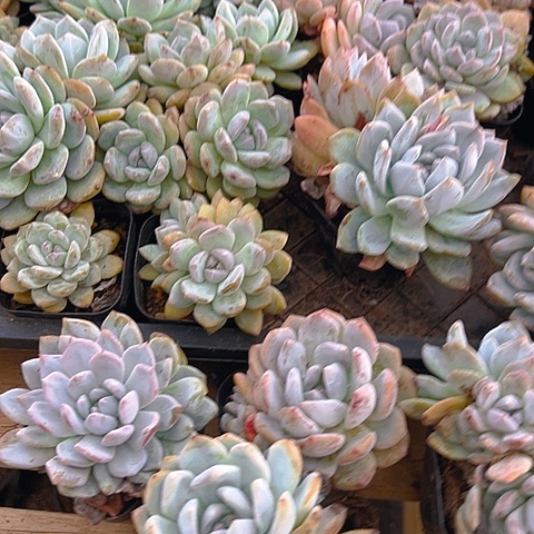 精品多肉梦露七个