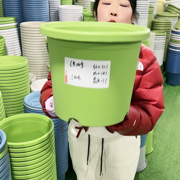 特价6号四季口32.5高27.7果绿7只无托