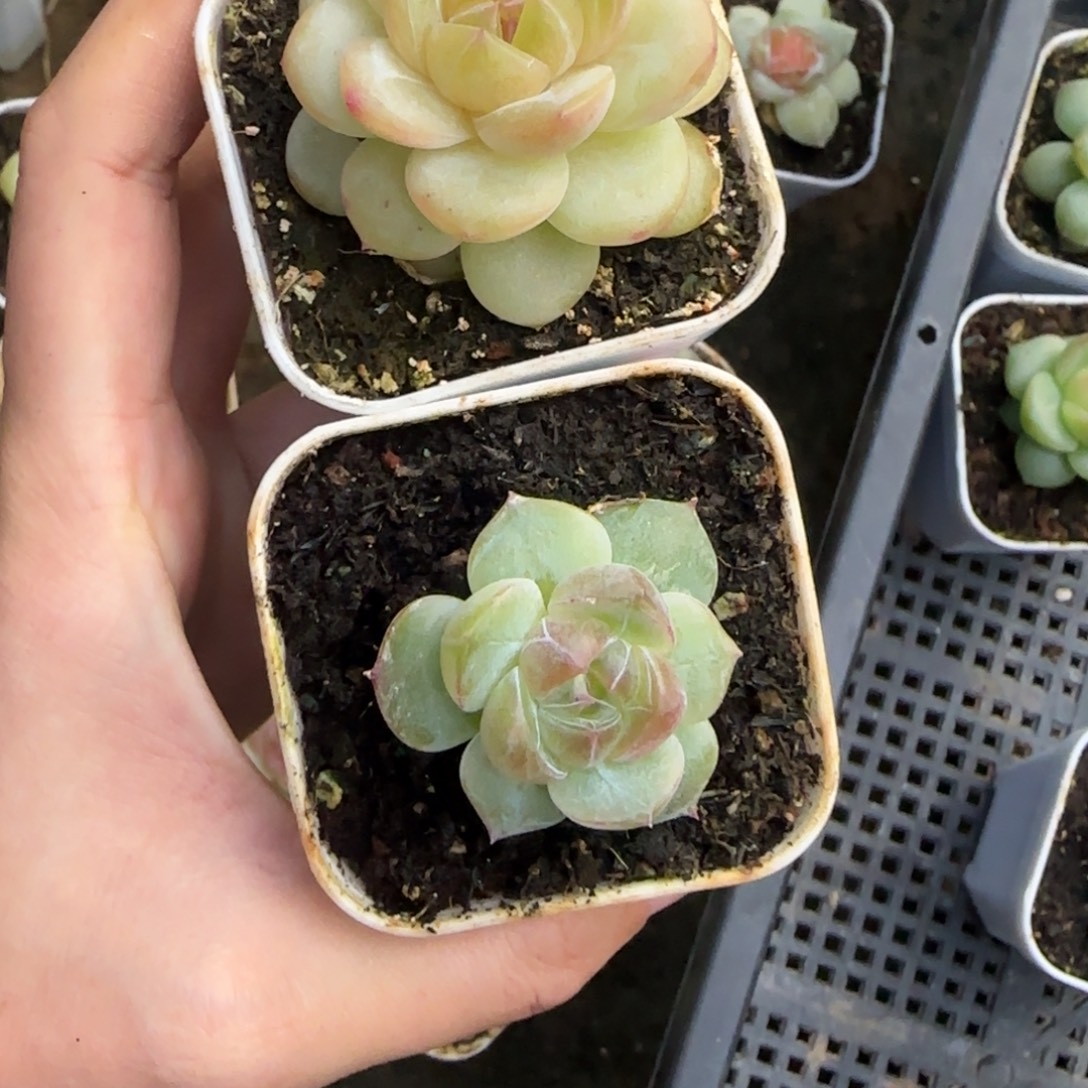 东篱下多肉植物哈哈哈
