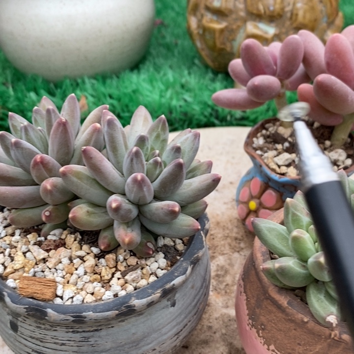 伊卡鲁斯整无砍多肉