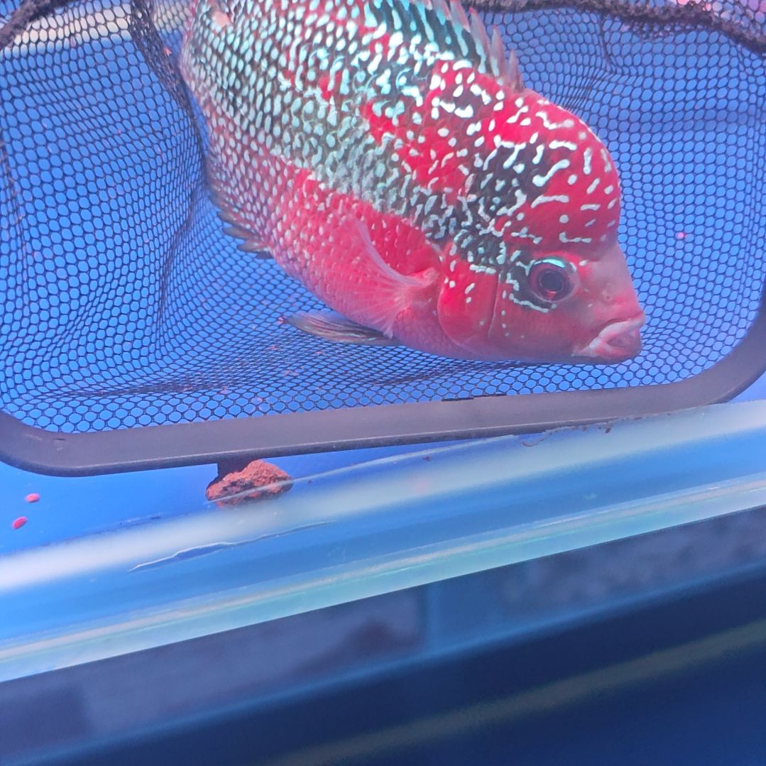 海水鱼淡水热带鱼罗汉鱼大苗