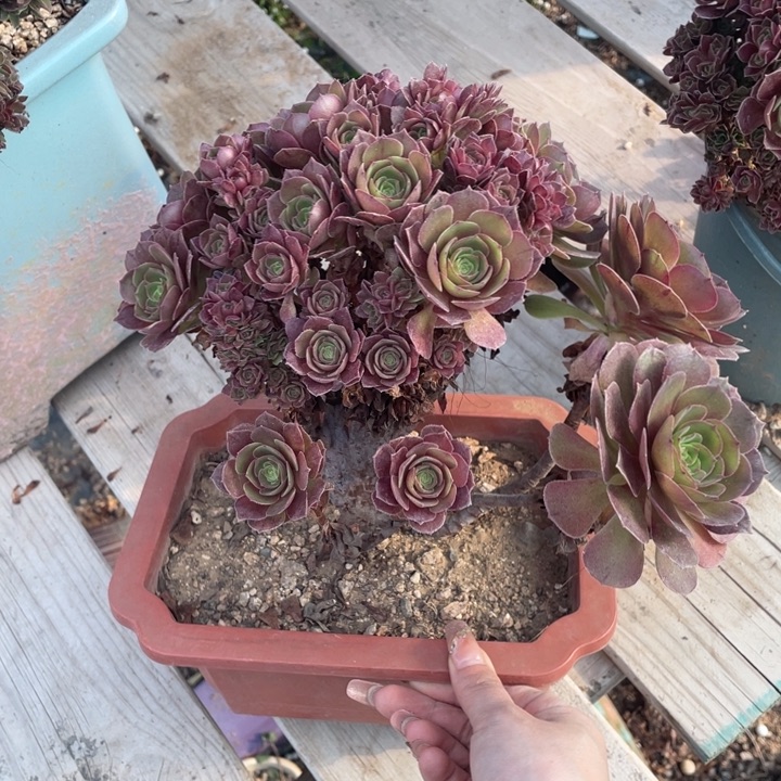 多肉葡萄和大白萝卜在家里7