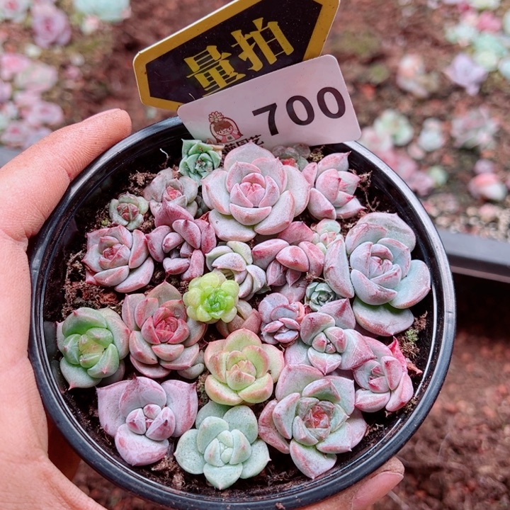 多肉植物多肉植物