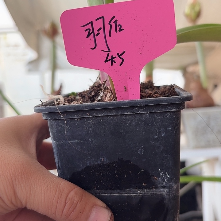 无花朵羽后直径4.5