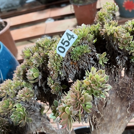 音***爱多肉植物一个万皇054