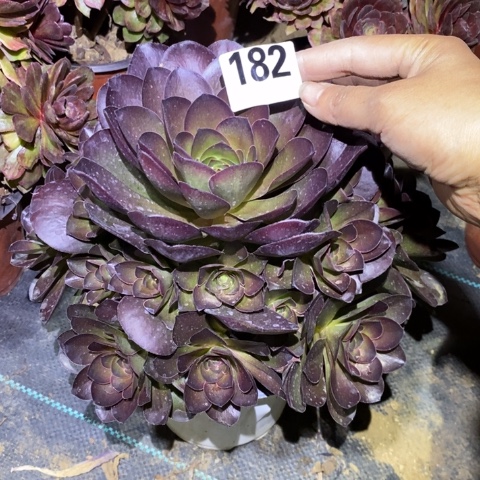 魅金玫瑰多肉植物法师不包损