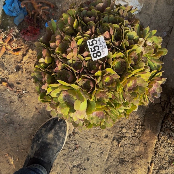 万圣节花27-6包邮花花