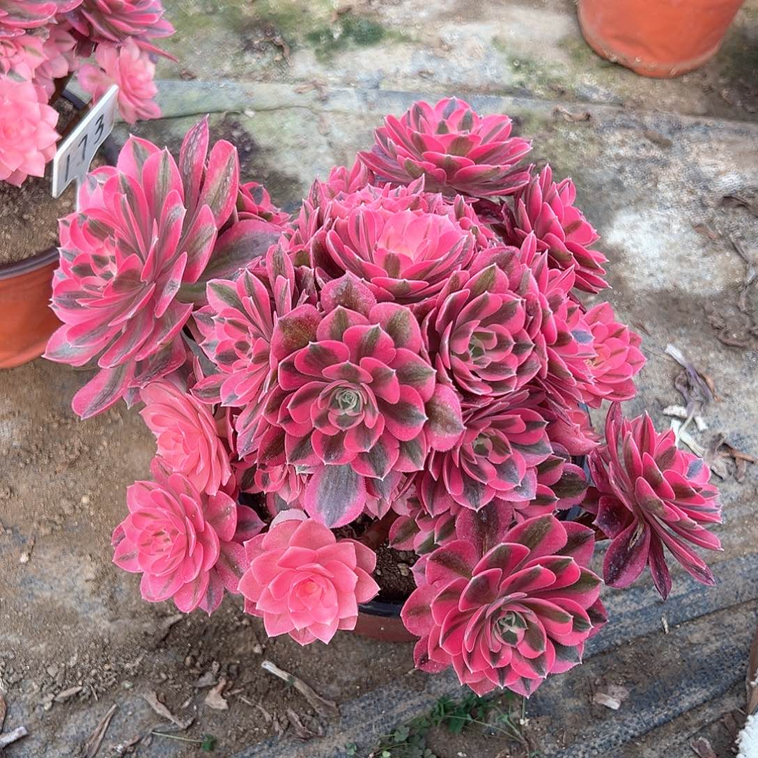 139多肉多肉多肉多肉多肉多肉多肉