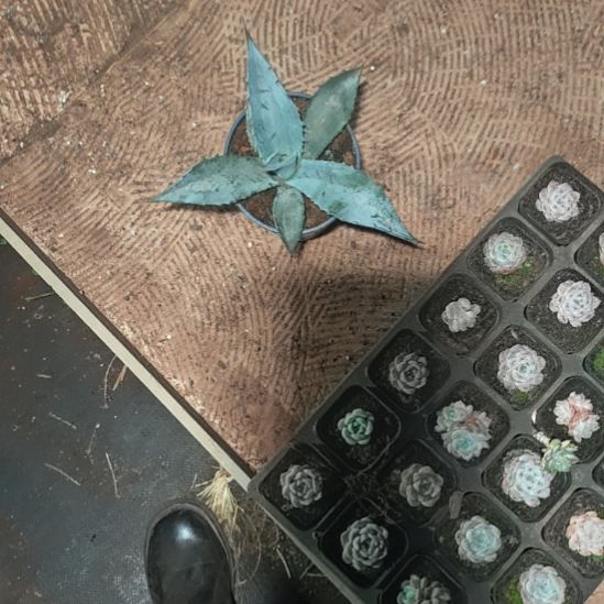 蓝色蒙特雷精品龙舌兰