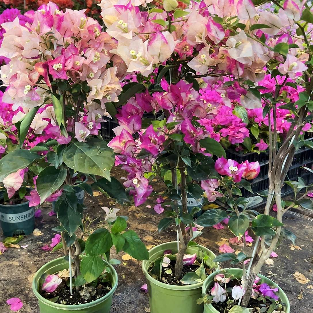 完全开放彩卡带竹一颗