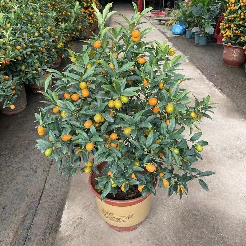 一物一拍 绿植盆栽