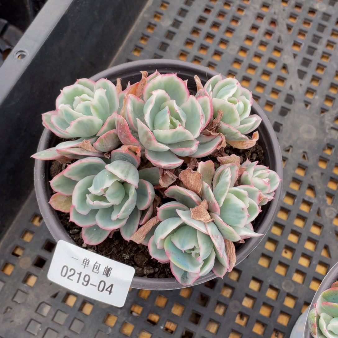 0219-04/伯克利锦。。。。。。。