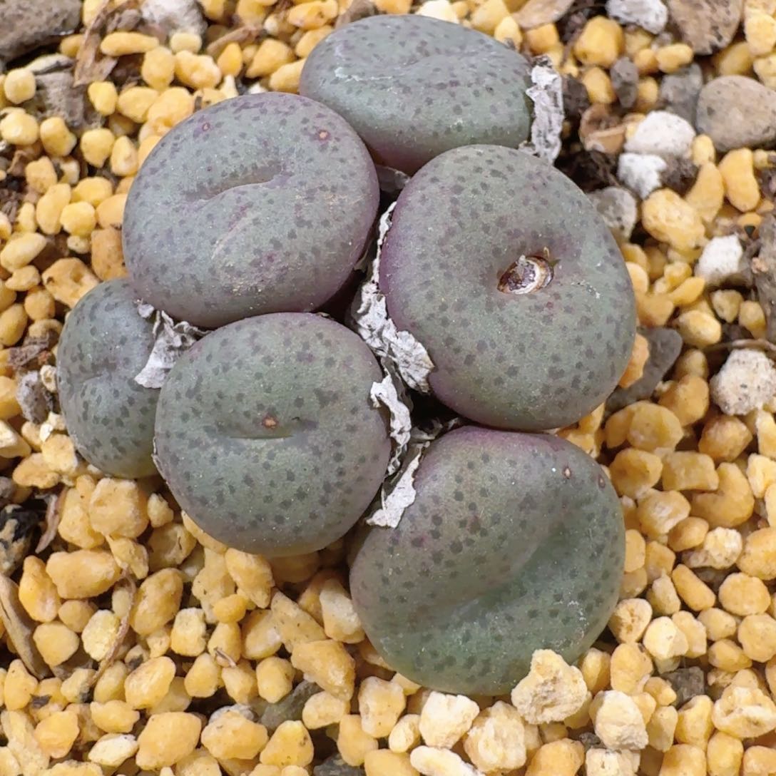 脱土发货.............