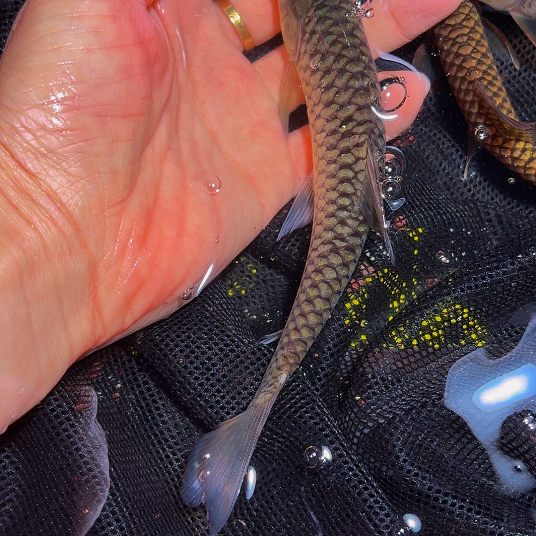 吉罗鱼盈江吉罗 鱼