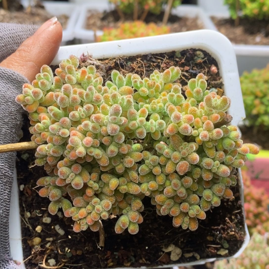 冰晶杂枝干番杏D060