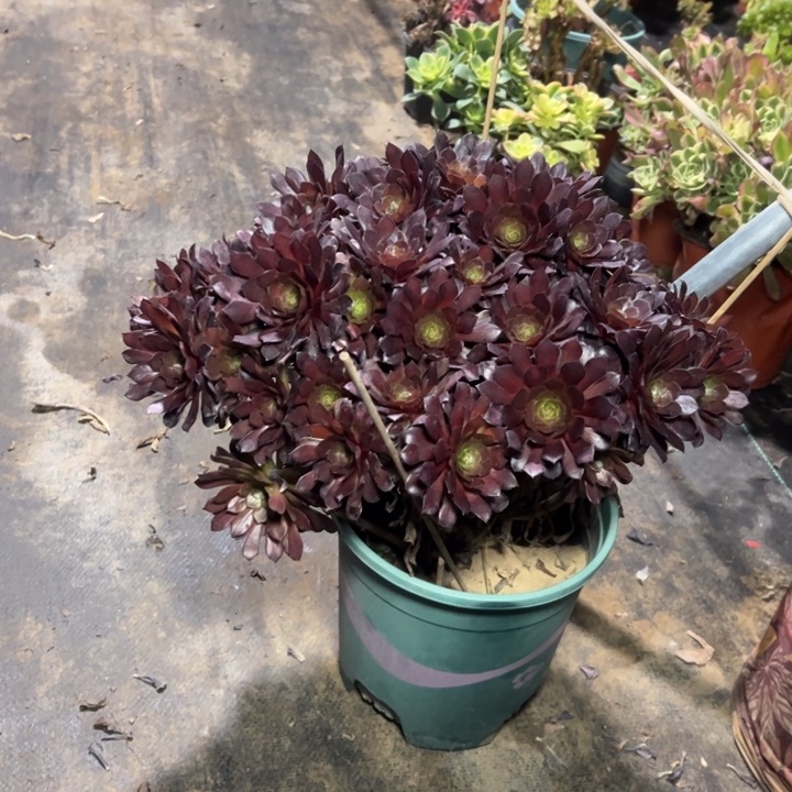 17黑铜壶多肉多肉多肉