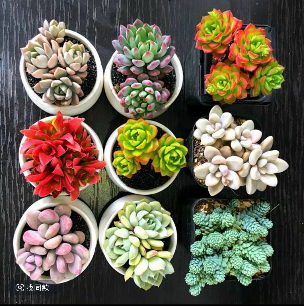 佳丽园艺  水晶球  多肉植物