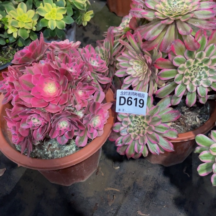 跃***?619两颗11111多肉