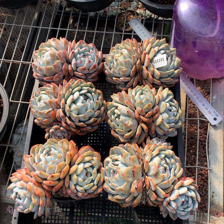 121131六个嗯嗯嗯嗯嗯好喜欢